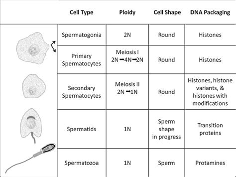 Review: Properties of sperm and seminal fluid, informed by。